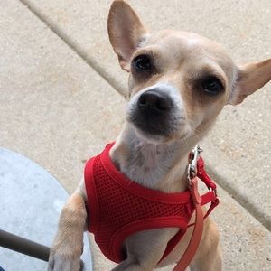 Meet your Posher, Deonna